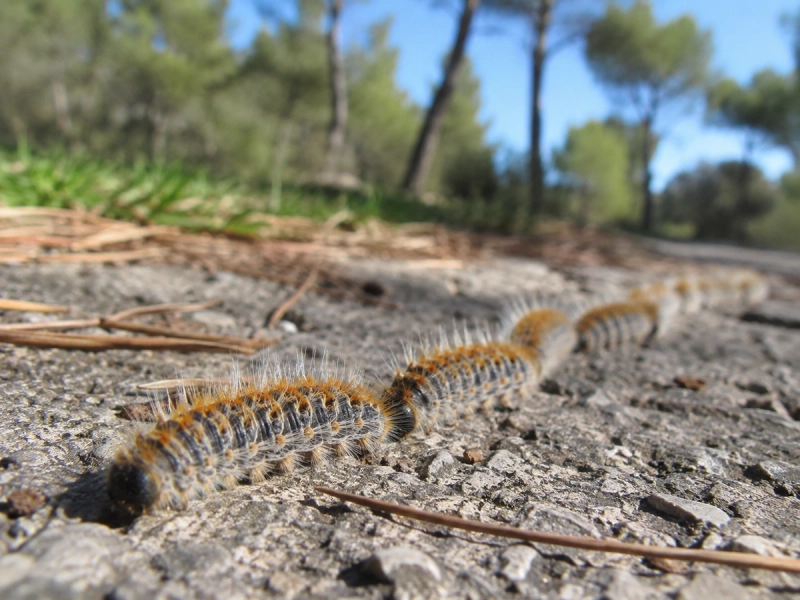 Traitement des chenilles processionnaires à Montauban | Inoxia